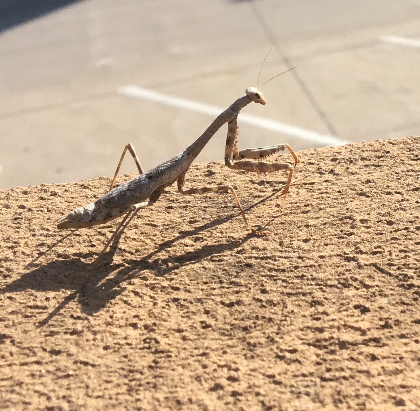 Getting The Bugs Out - Mantis