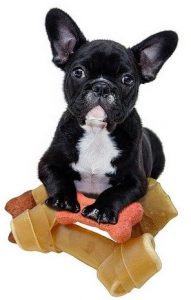 French Bulldog Puppy - what's google up to