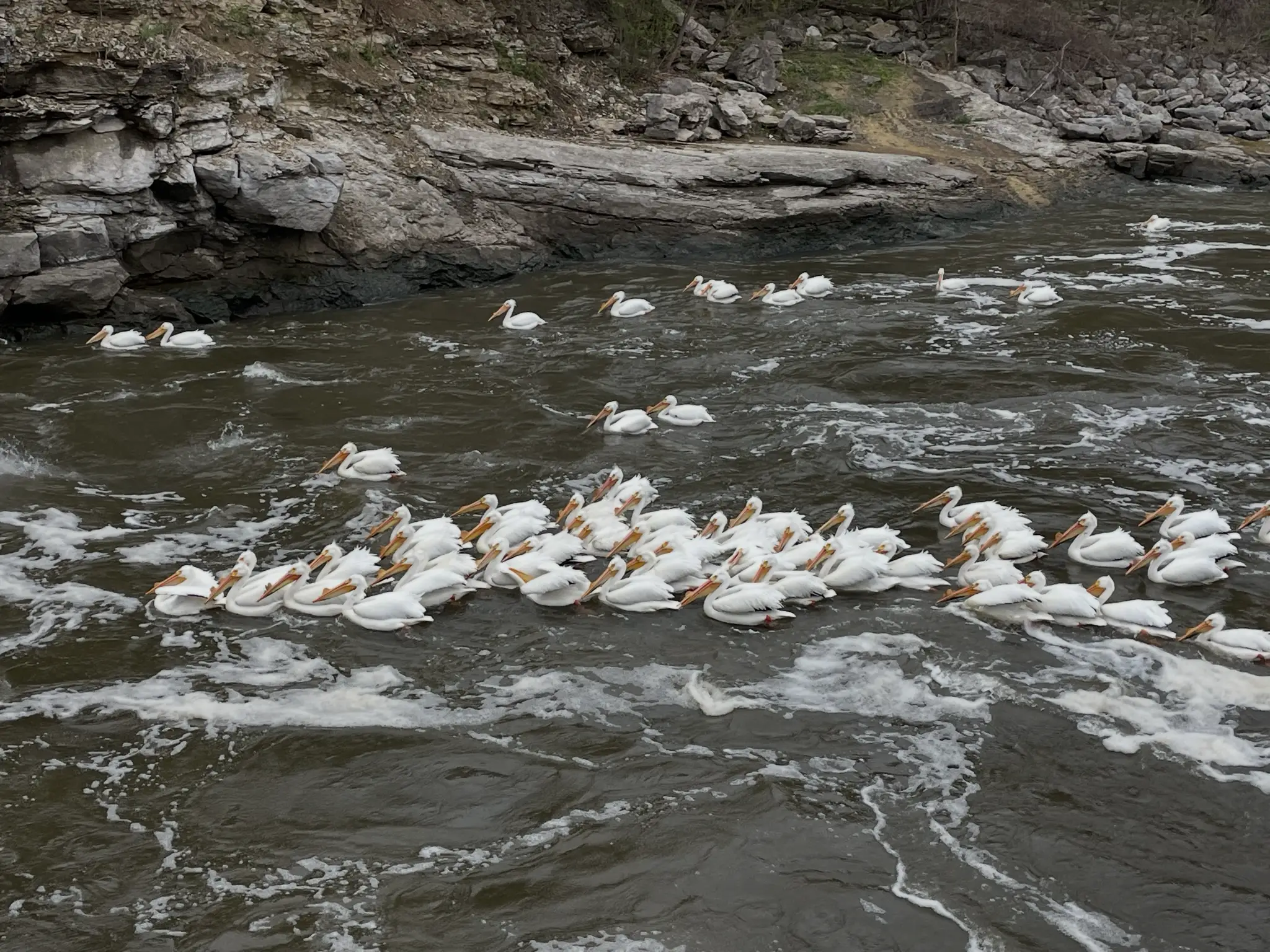 American white pelicans gathered on the water below the Coralville Dam spillway on the Iowa River near Coralville, Iowa